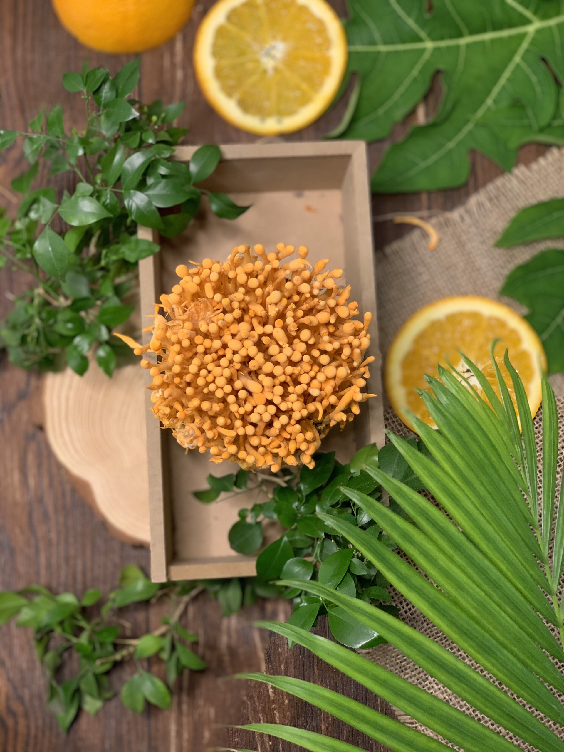 đông trùng hạ thảo tươi kim cương vàng