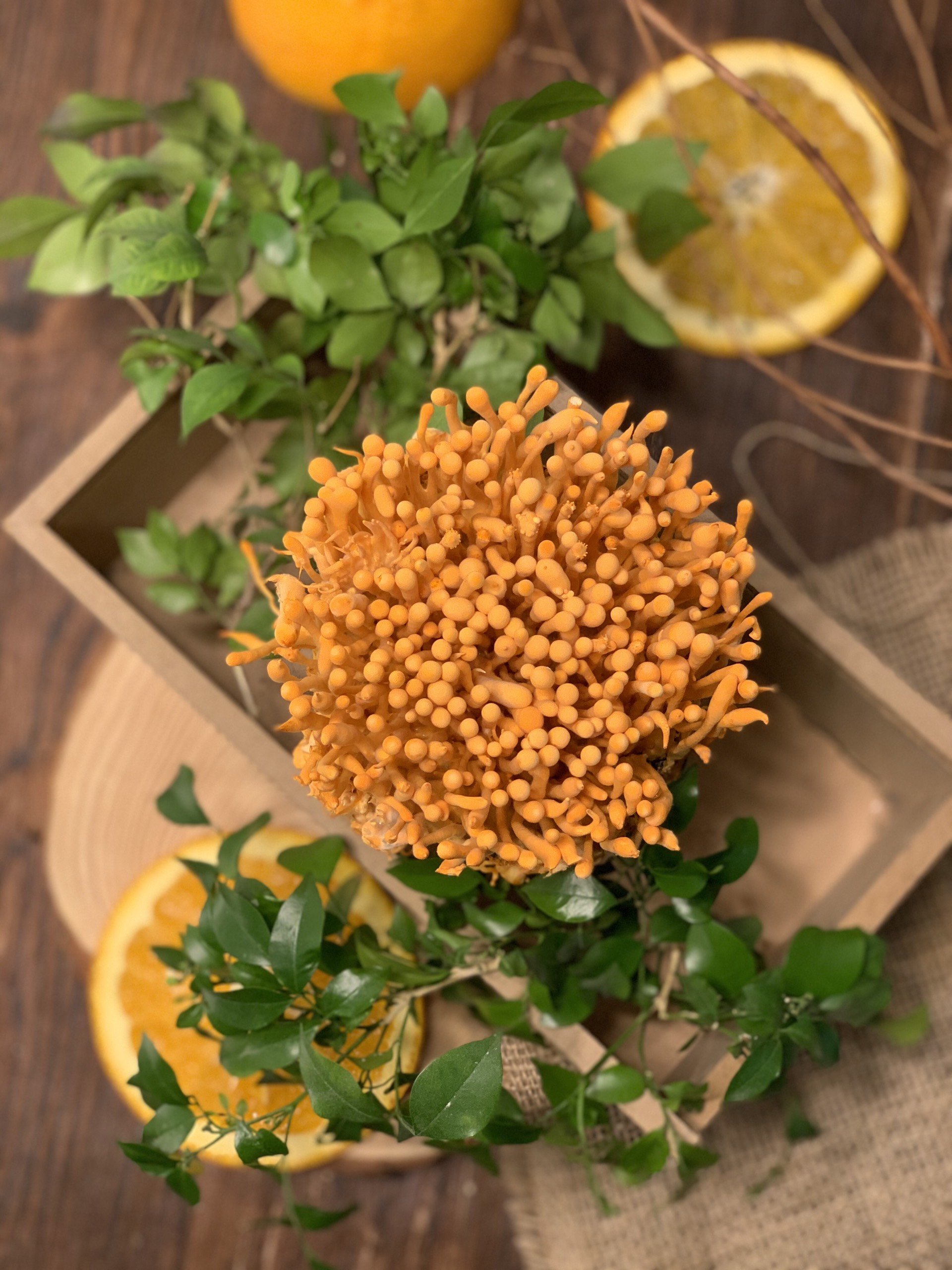 đông trùng hạ thảo tươi kim cương vàng